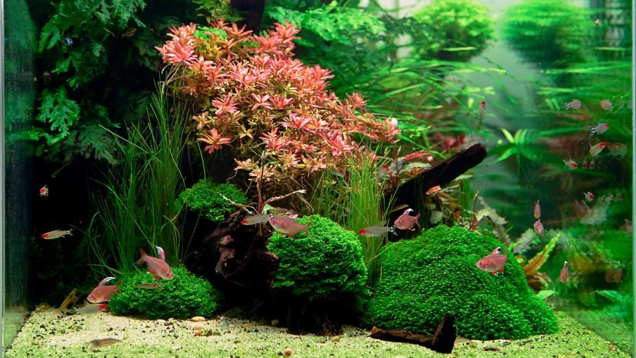 Климациум древовидный в аквариуме