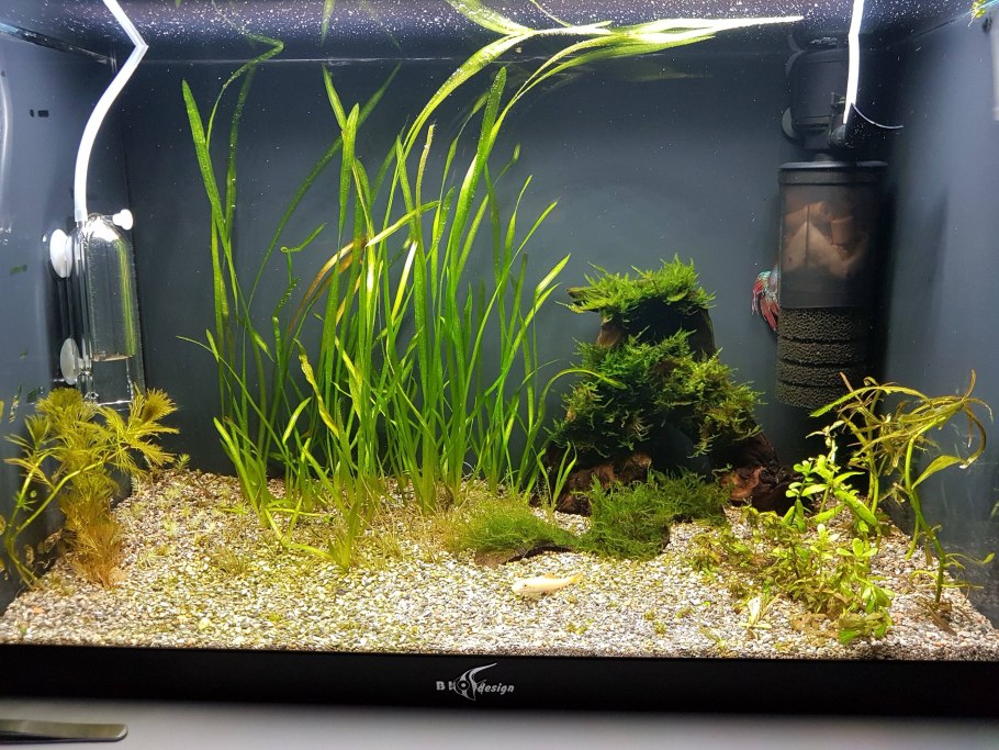 Семена в аквариум с Али