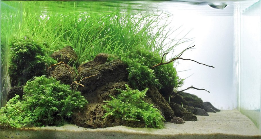 Мох яванский Vesicularia dubyana