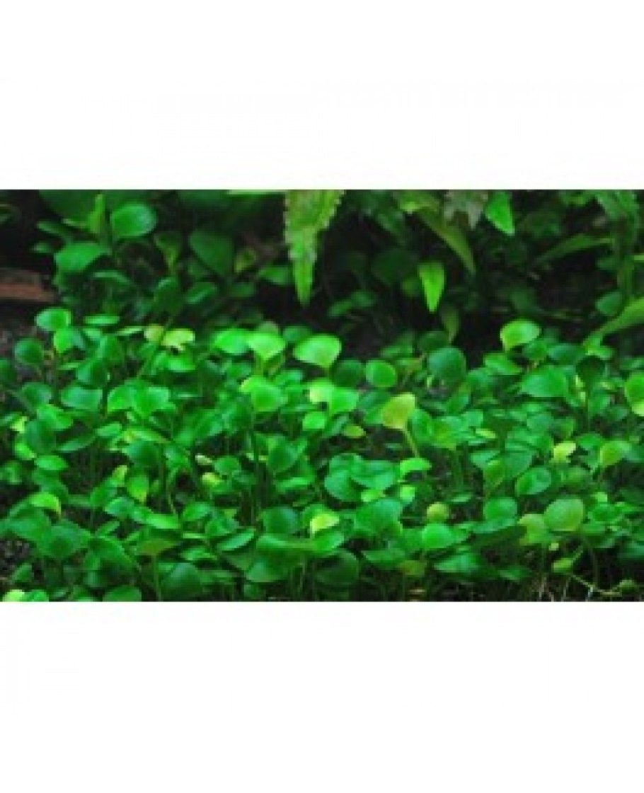 M615 композиция из пластиковых растений Prime 15см