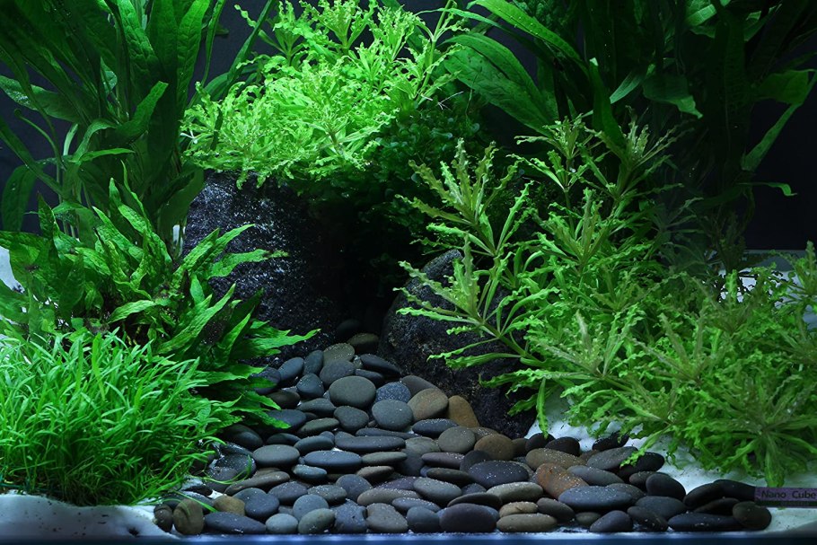 Растение Prime композиция для аквариума 15см