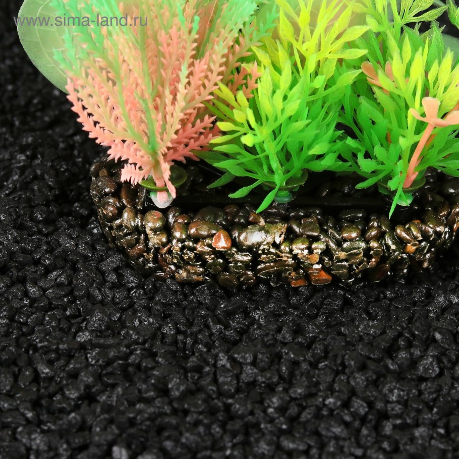 Хемиантус Монте Карло