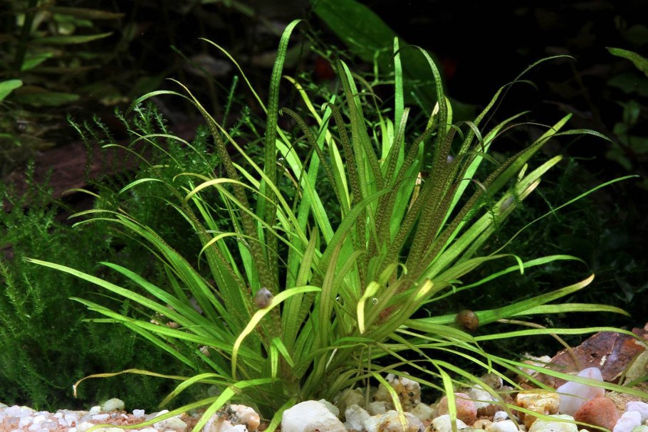 Акваскейп с валлиснерией