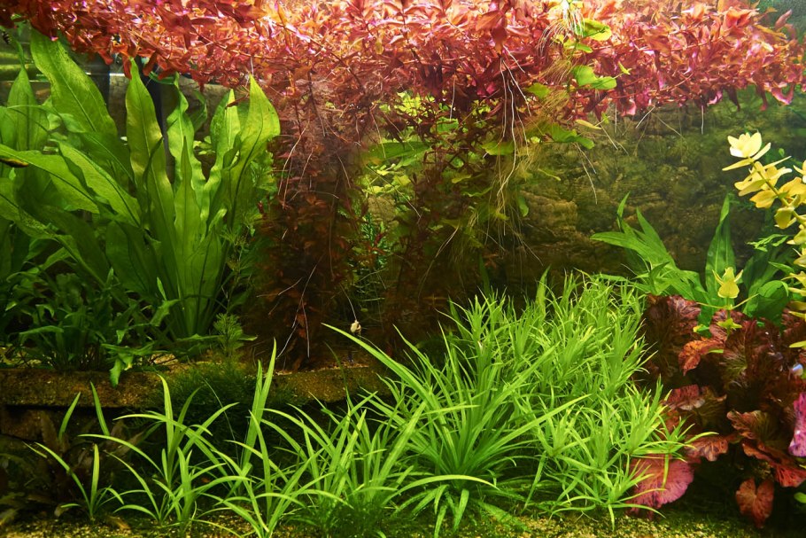 Удобрения для аквариума