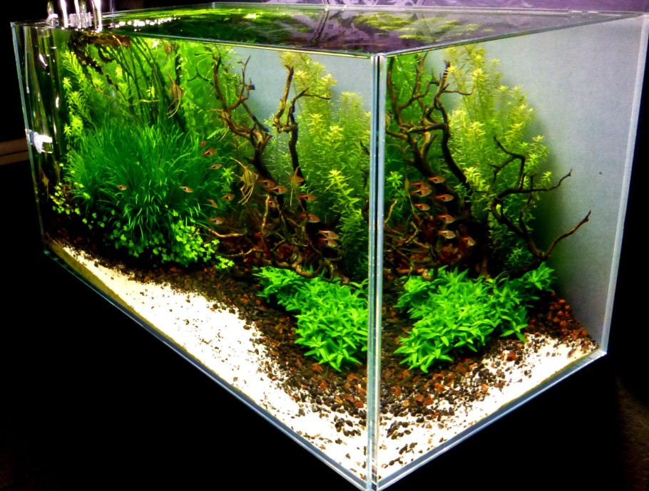 Акваскейп с черным грунтом