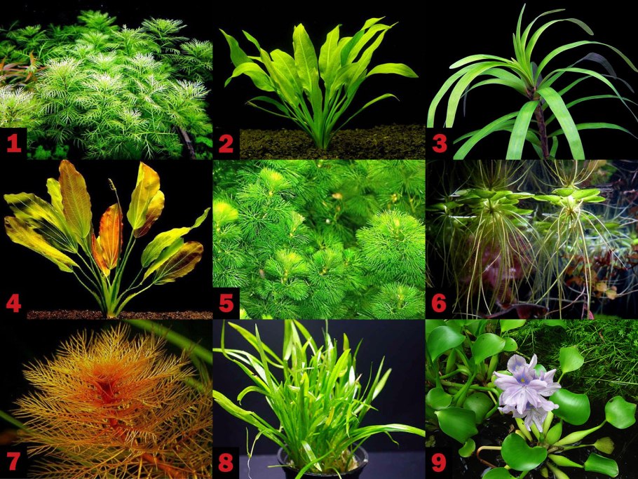 Остров в аквариуме акваскейп