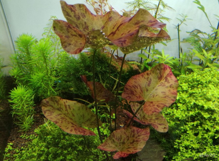 Яванский мох бонсай