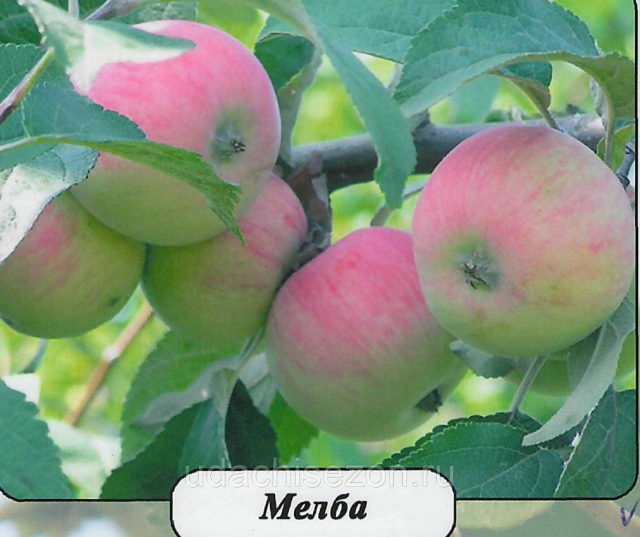 Сорт яблони Мельба