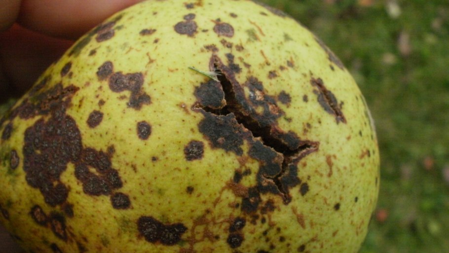 Сломанная ветка