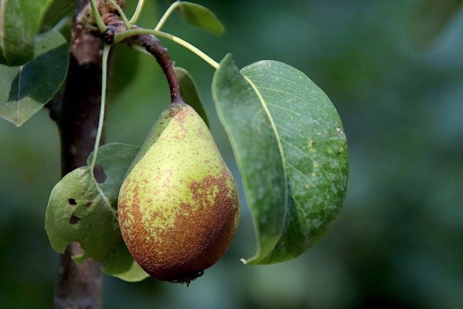 Ботритис гриб паразит