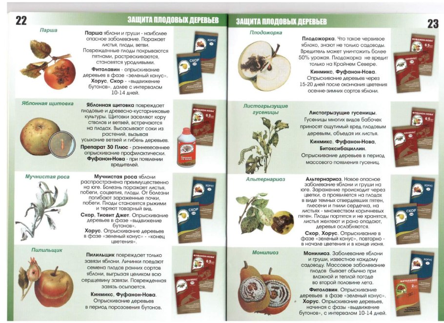 Побурение мякоти яблок