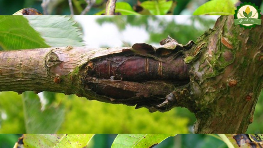 Фьюджи сорт яблок