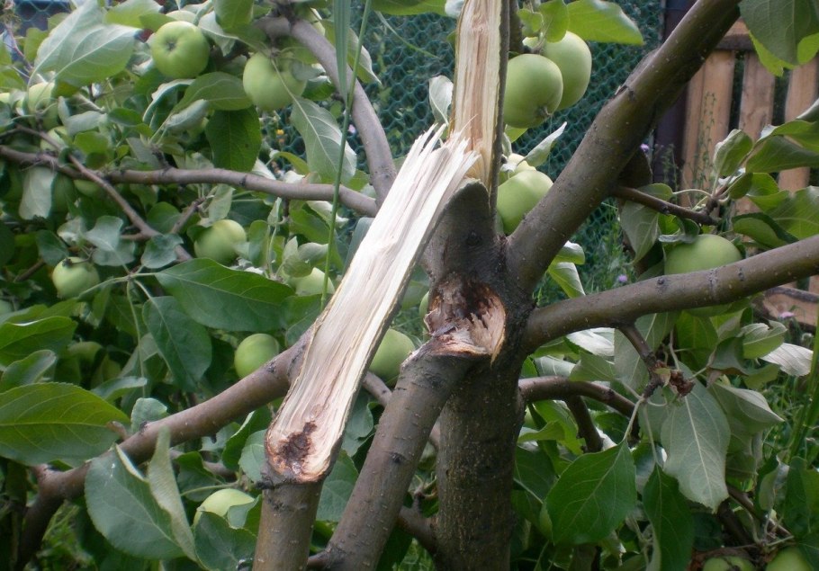 Абрикос клей на стволе