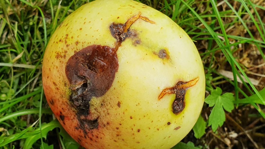 Яблоневая парша