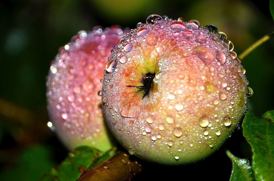 Зрелое яблоко на дереве