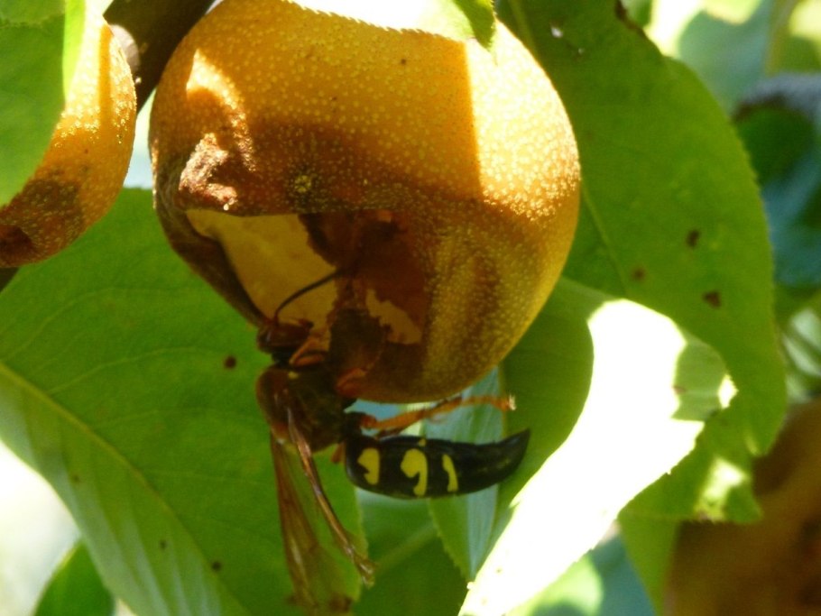 Цитоспороз коры яблони