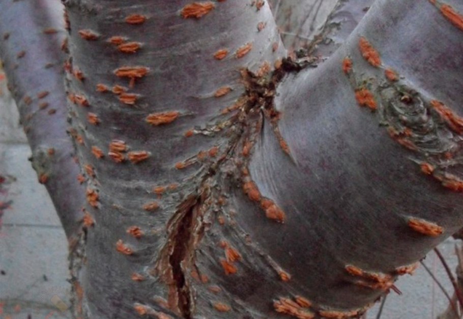 Нектриевый некроз