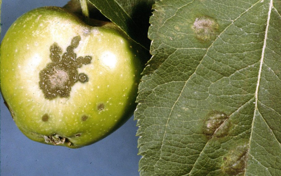 Плоды у груши растрескались