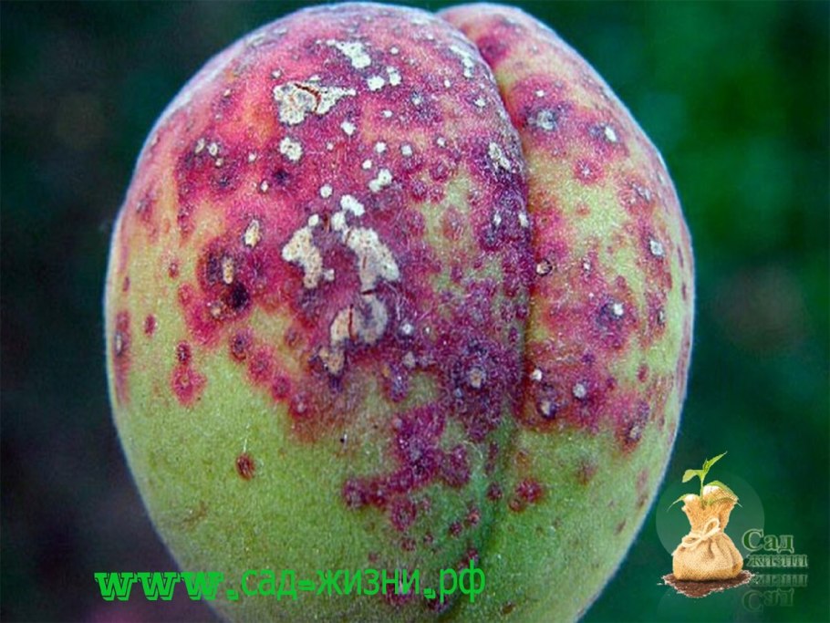 Морозобоины на яблонях