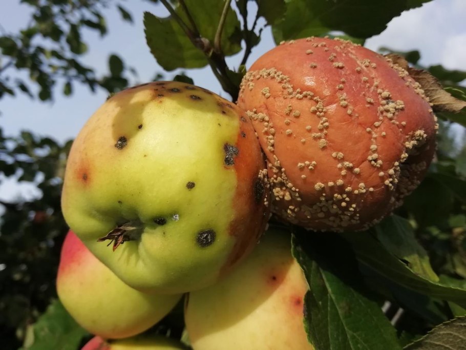 Яблоки портятся узорчато, почему