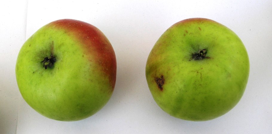 Монилиоз парша абрикоса