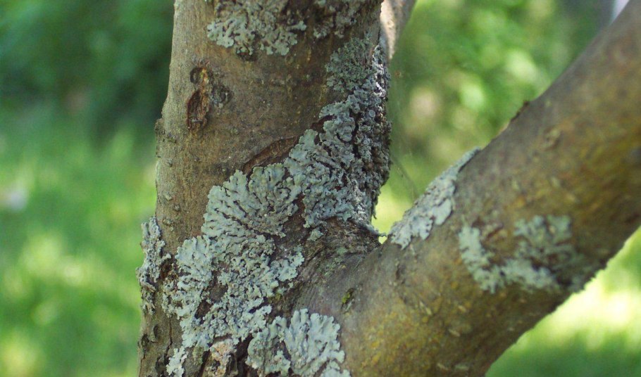 Схема обрезки яблони