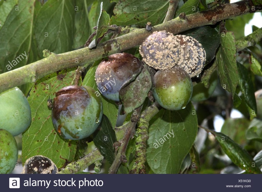 Каменистость плодов груши