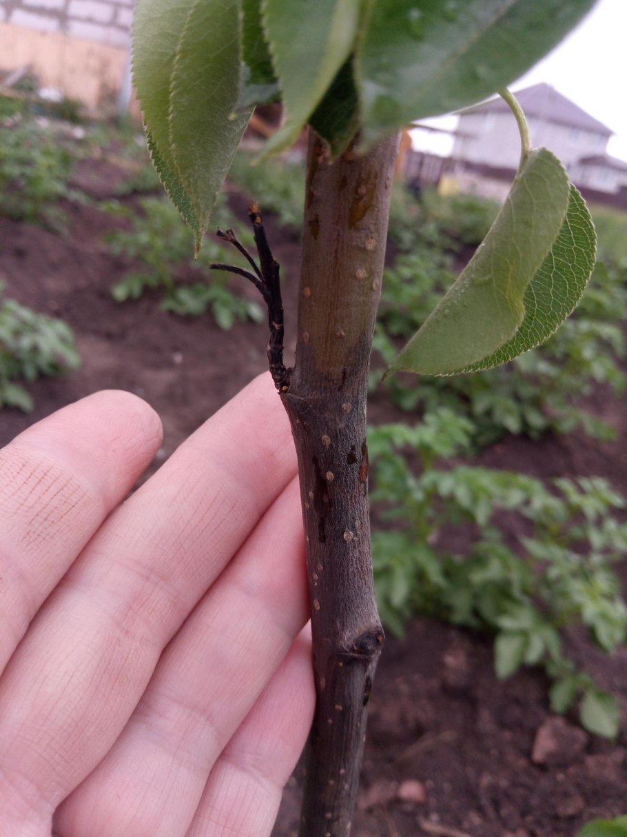 Джонатановая пятнистость