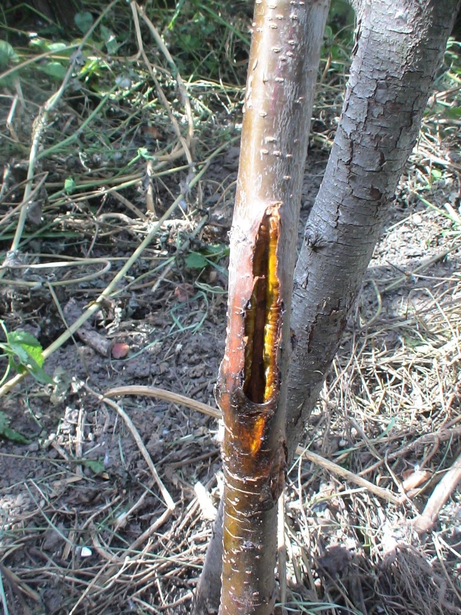 Морозобоины коры плодовых деревьев