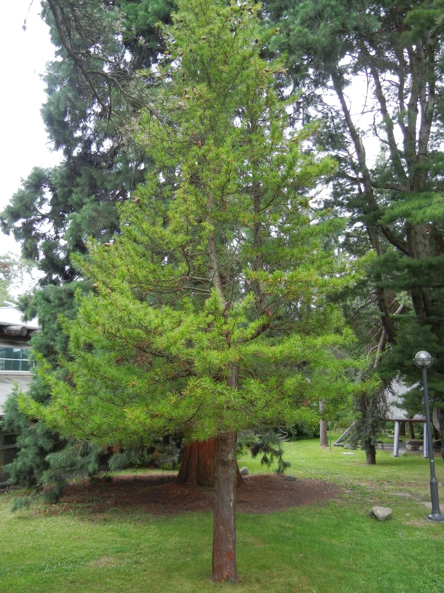 Пиния (Pinus pinea)