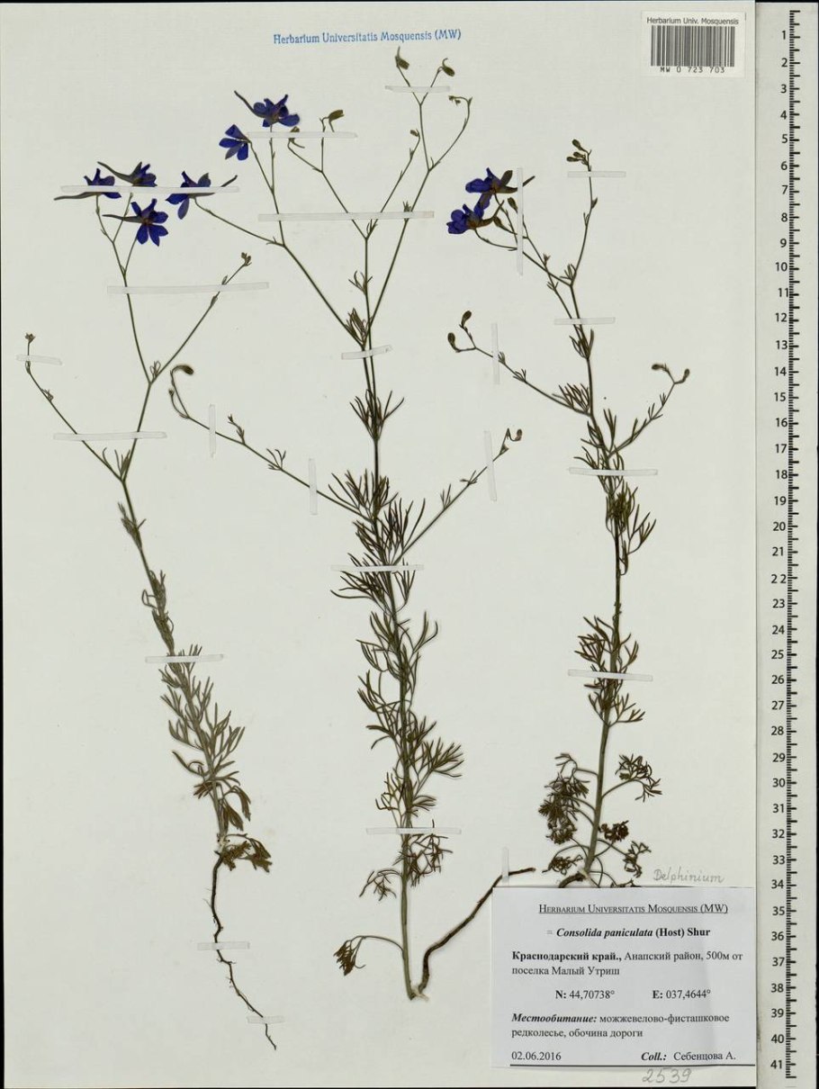 Лютик ползучий