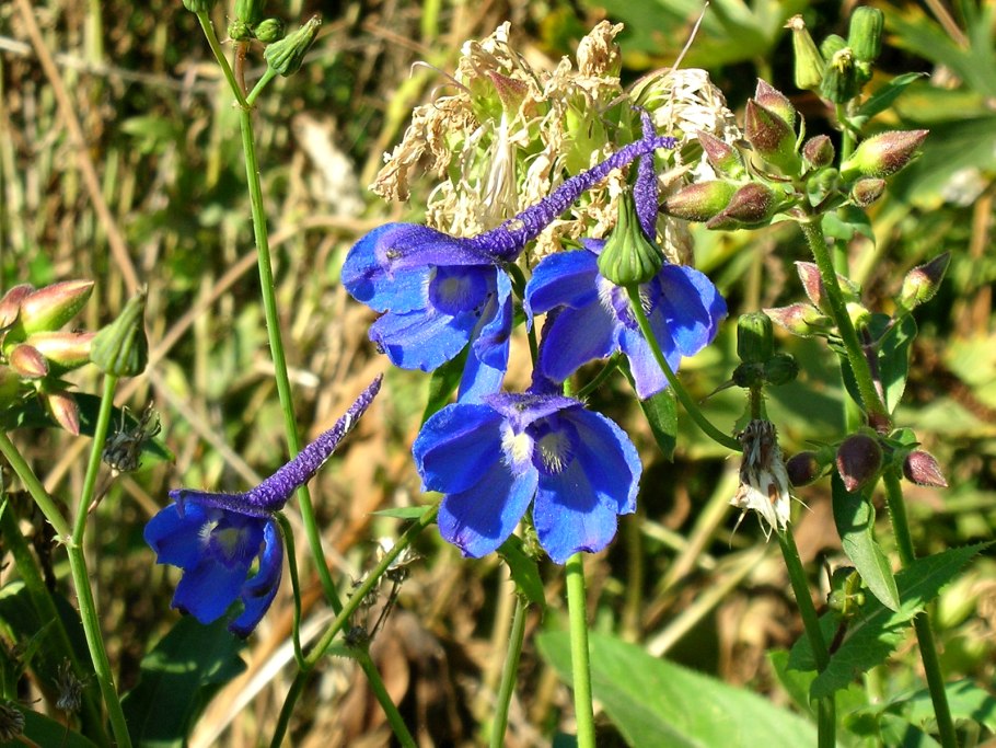 Живокость посевная