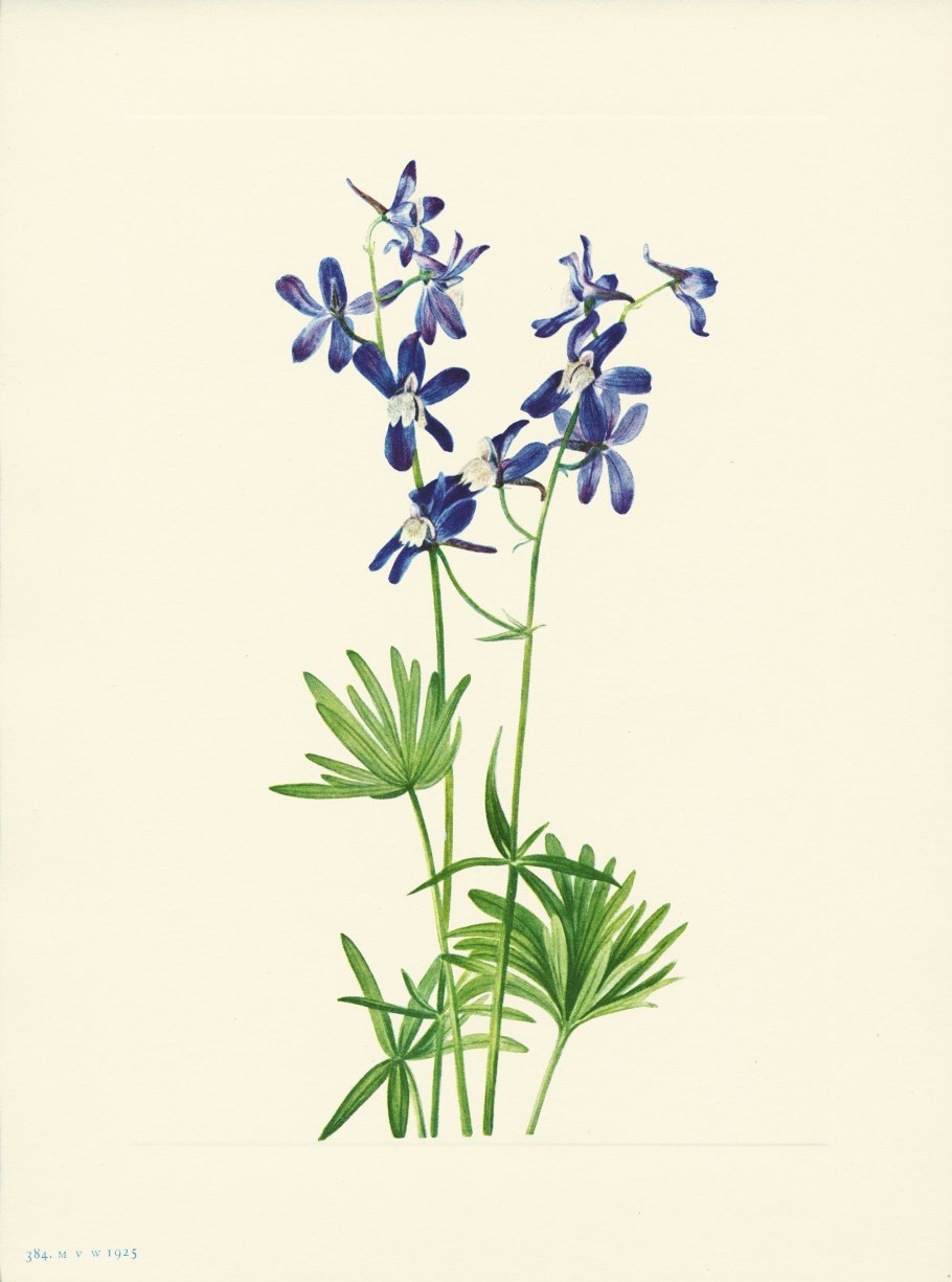 Живокость Колымская