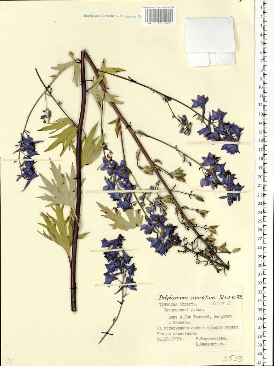 Побег строение побега