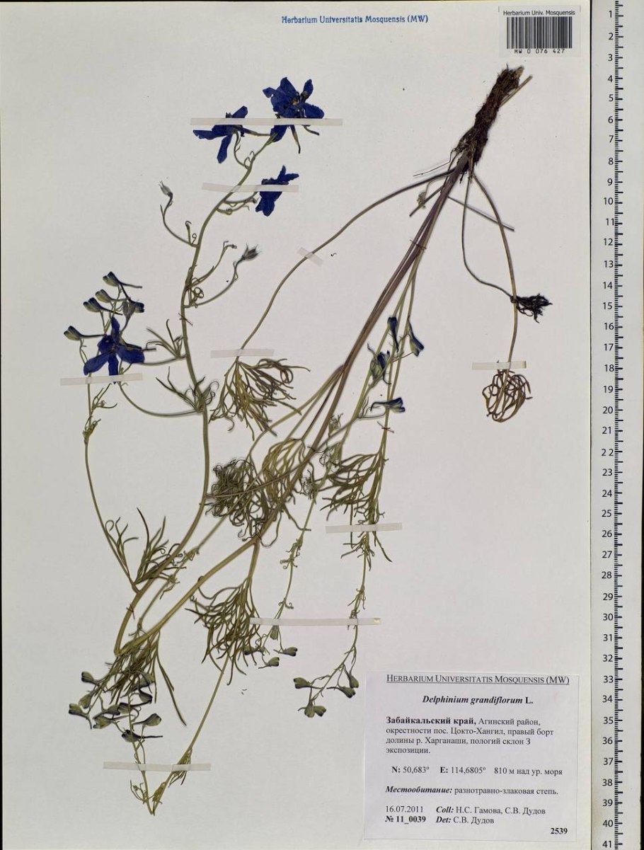 Живокость Полевая (шпорник)