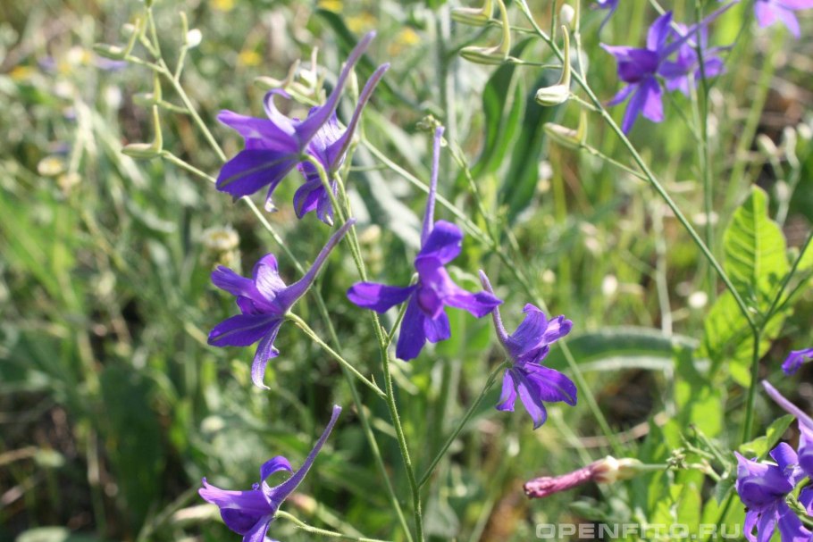 Живокость сетчатоплодная