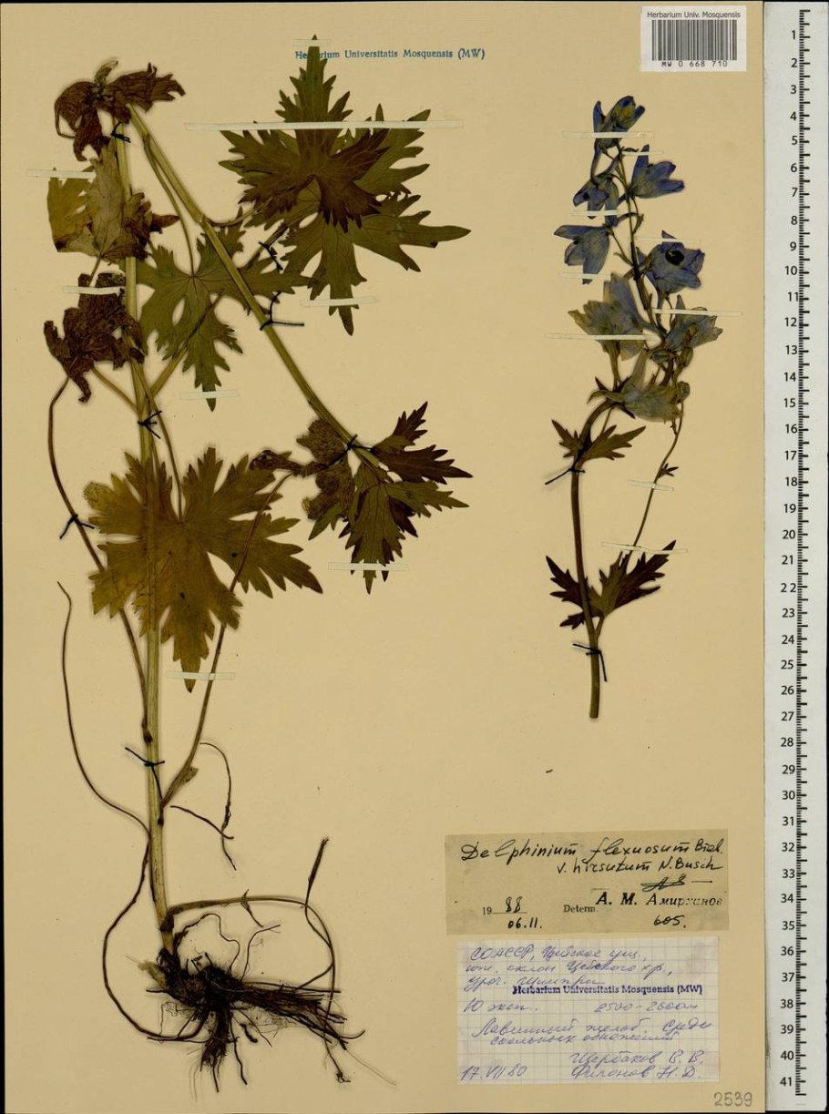 Надземные столоны земляники схема