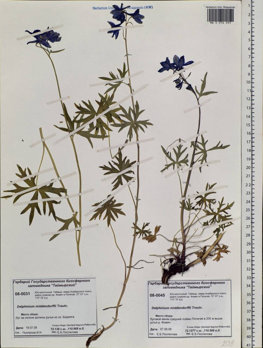 Части стебля растения