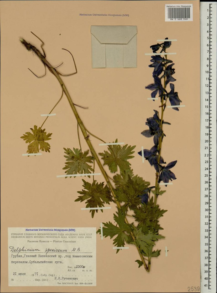 Живокость сетчатоплодная