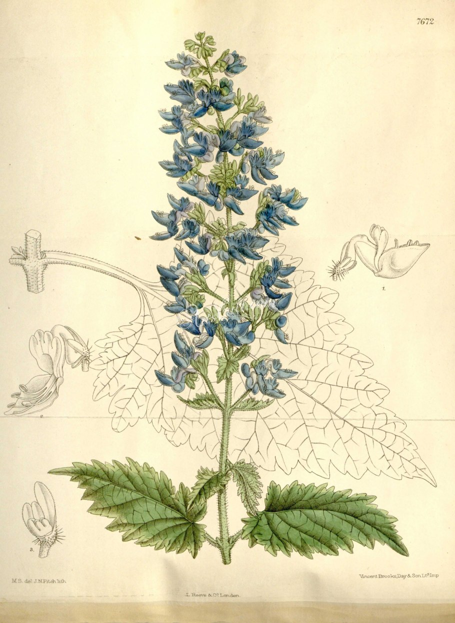 Живокость сычуаньская