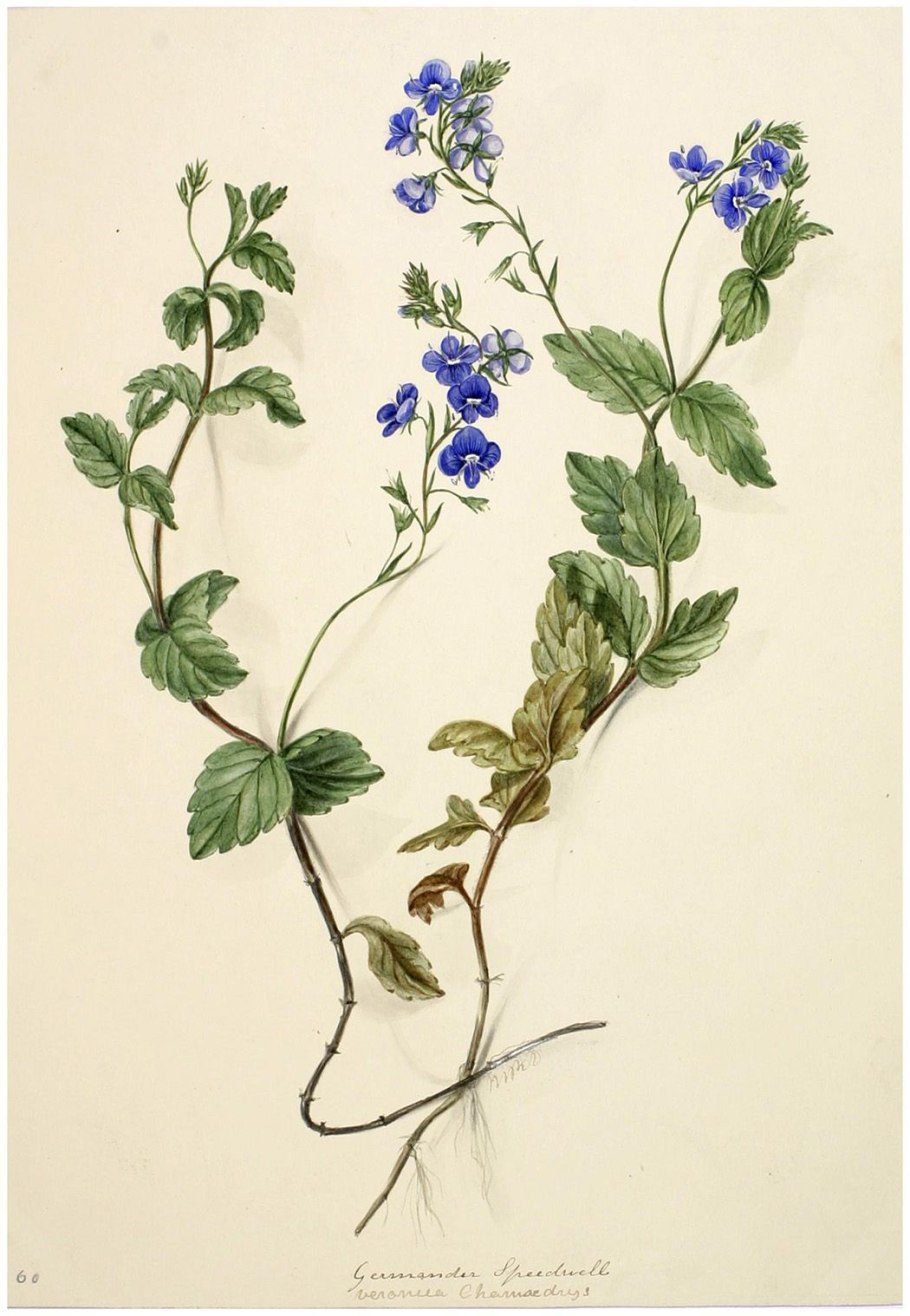 Дельфиниум живокость