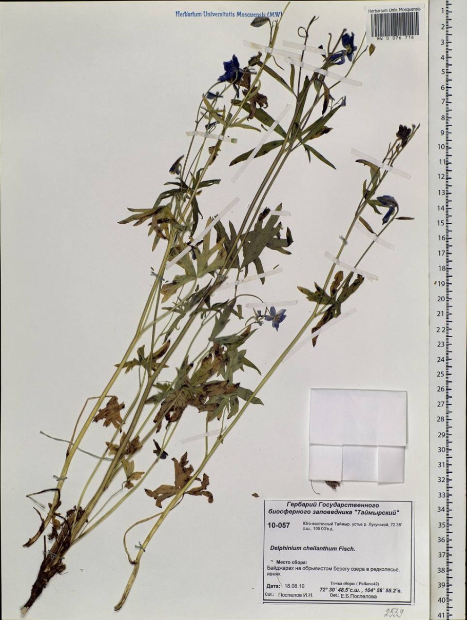 Однодольные растения пырей