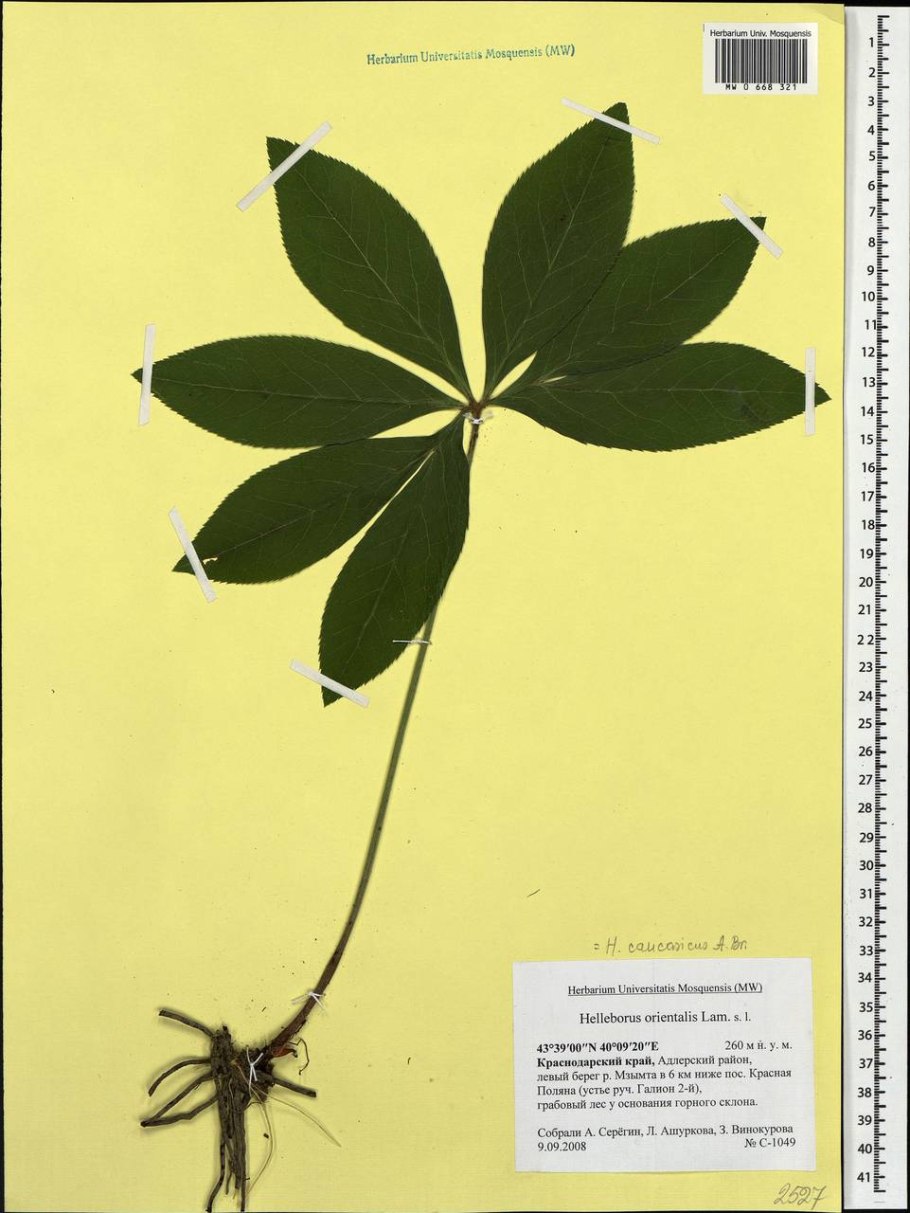 Морозник Лесной кавказский