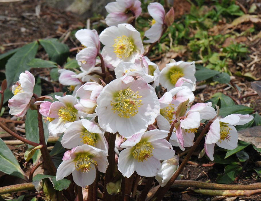 Морозник кавказский