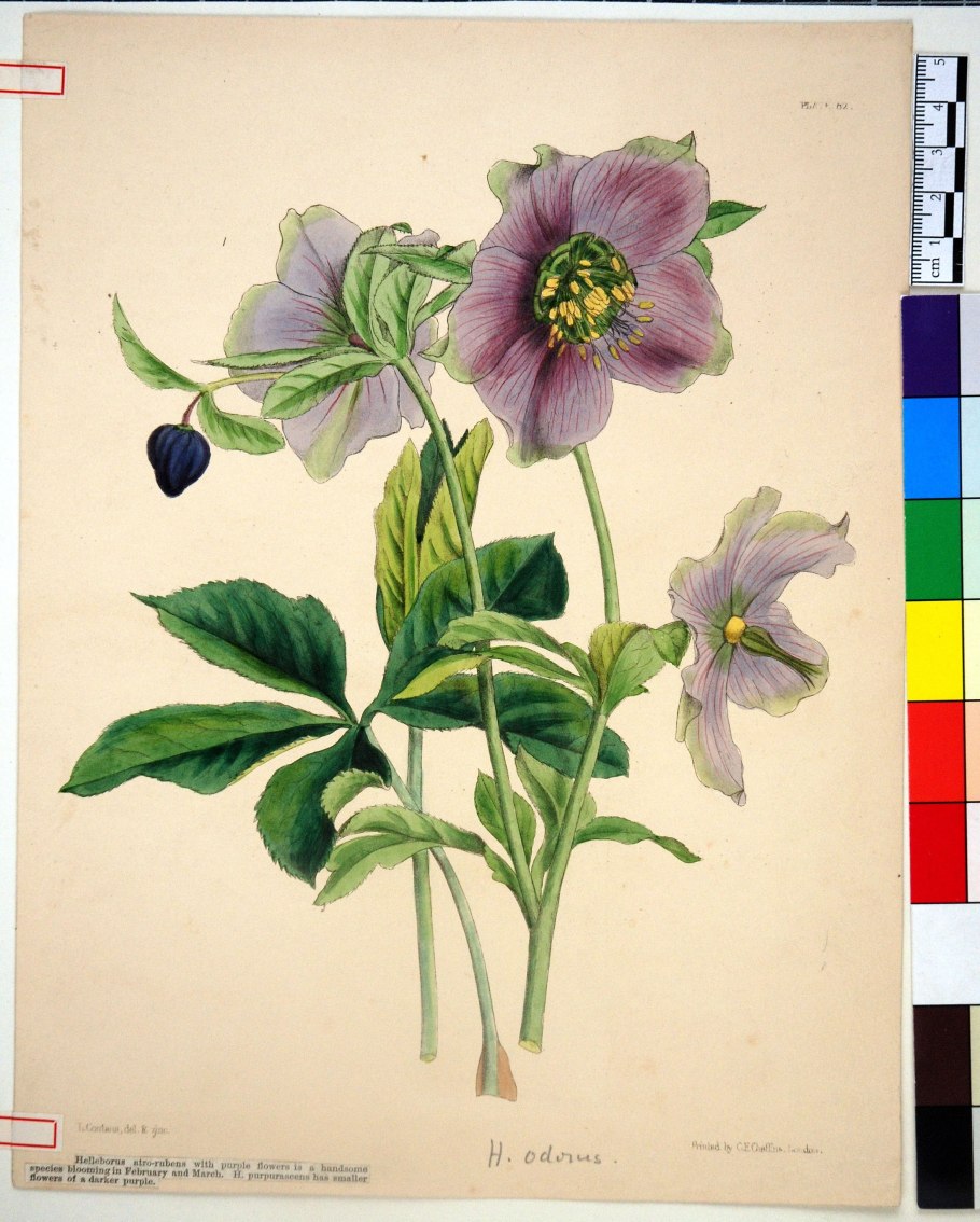 Морозник кавказский компания Хорст