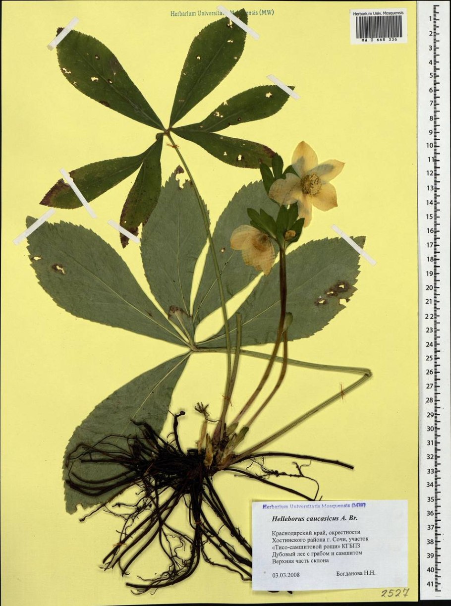 Морозник для похудения