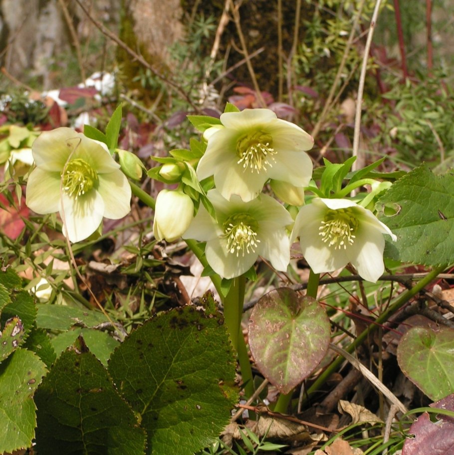 Морозник Helleborus