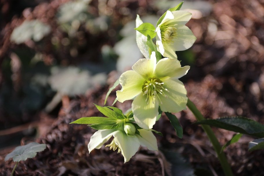 Морозник в аптеке