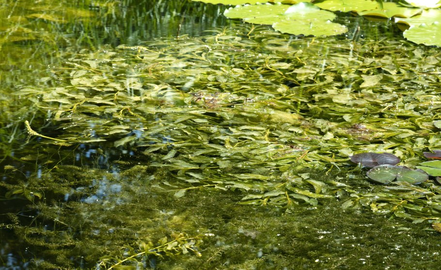 Строение листа Венериной мухоловки