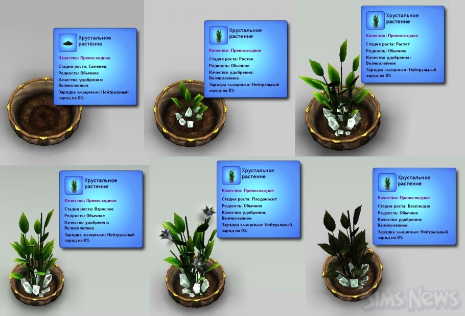 Рогоз гигрофит